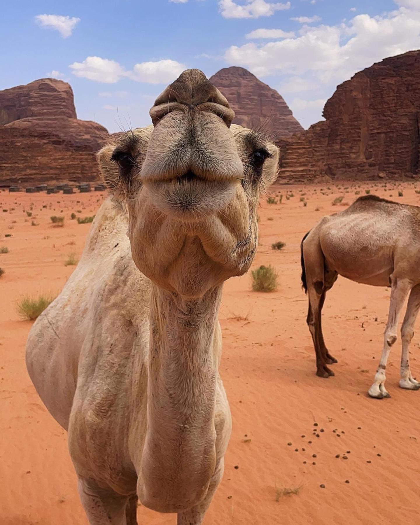 Daniela Camp Wadi Rum Exterior foto